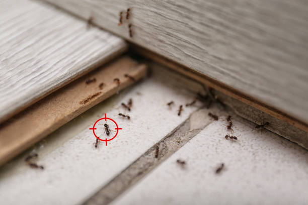 Best Ant Control Services  in Binghamton, NY